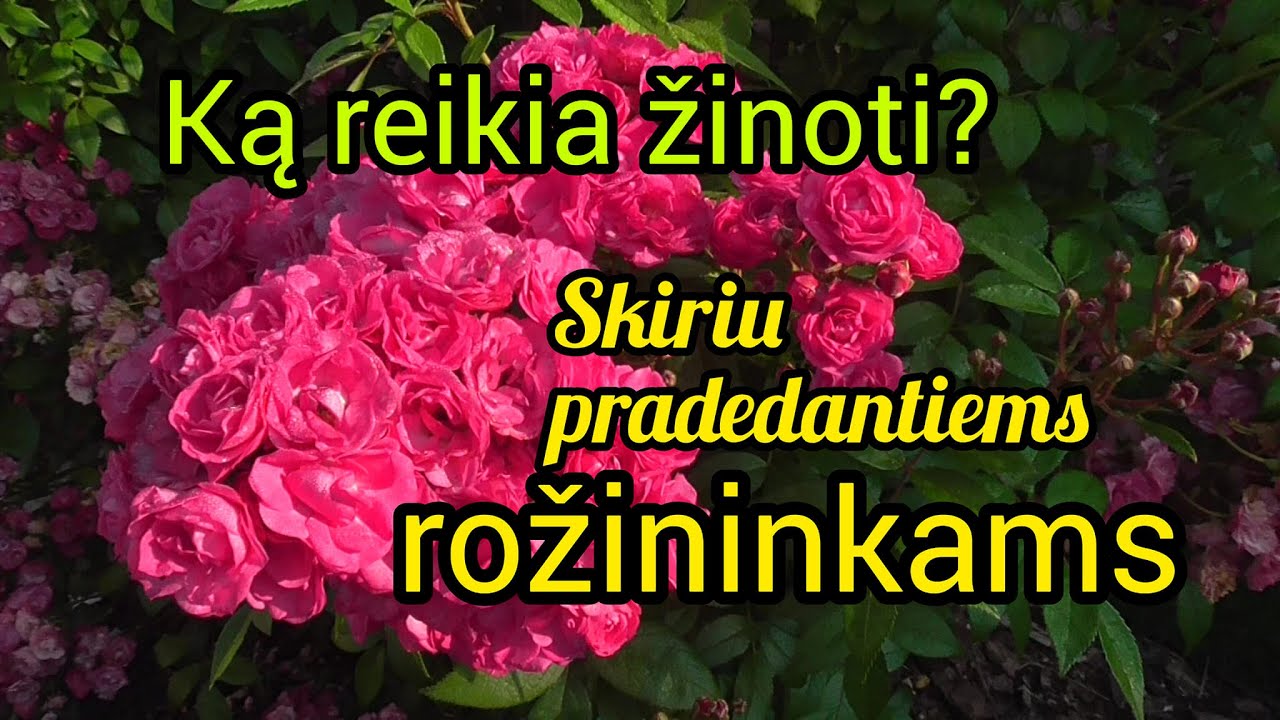 Skiriu pradedantiems rožininkams. Ką reikia žinoti pradedant auginti rožes