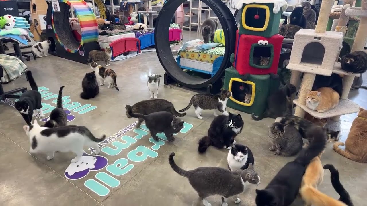 Furball Farm Cat Sanctuary is live!