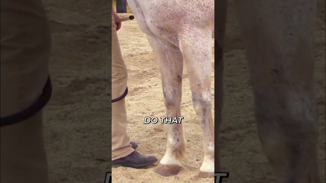 Horse Training: Effortless Front Leg Pick-Up Trick #shorts
