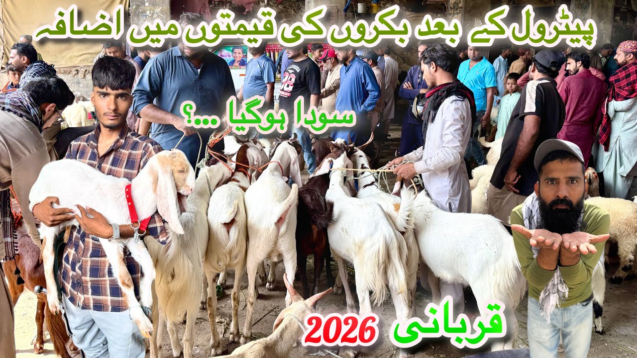 Karachi Bakra Mandi Lalukhet Latest Rates Update 5 Apr 2026 || Qurbani 2026 Ke Saste Bakre 