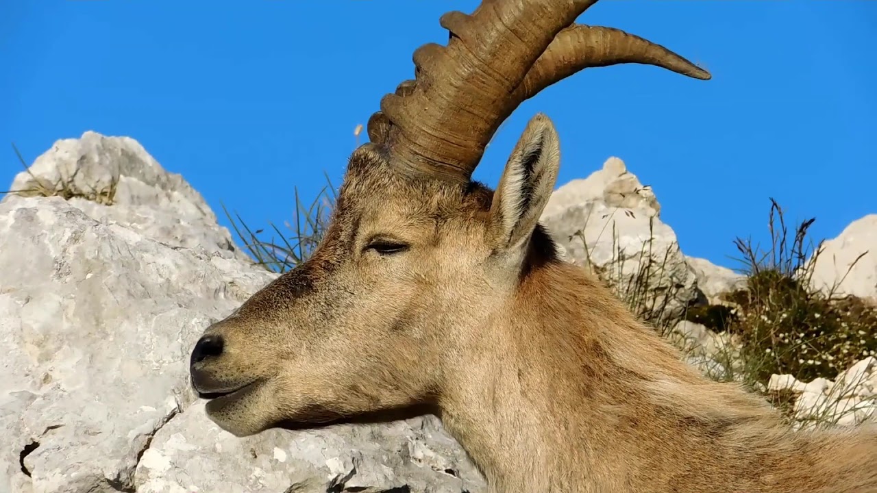 Kozorog (Capra Ibex) na Malem Dra&scaron;kem vrhu, 20.7.2019