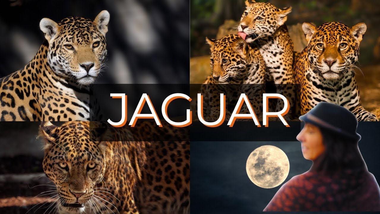 🔥JAGUAR 🔥DORADO ANIMAL DE PODER 🔥CHAMANISMO FEMENINO #chamanismo #jaguar #animaldepoder