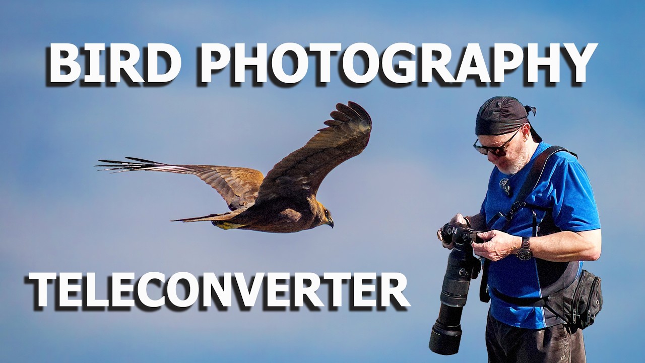 Почему я использую телеконвертер для фотосъемки птиц