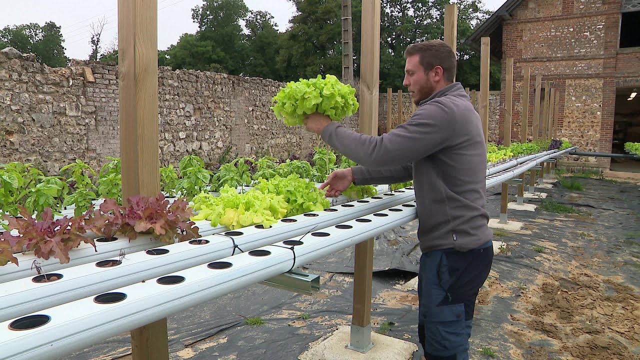 Une ferme aquaponique fait pousser des l&eacute;gumes bien plus rapidement gr&acirc;ce aux d&eacute;jections de poissons