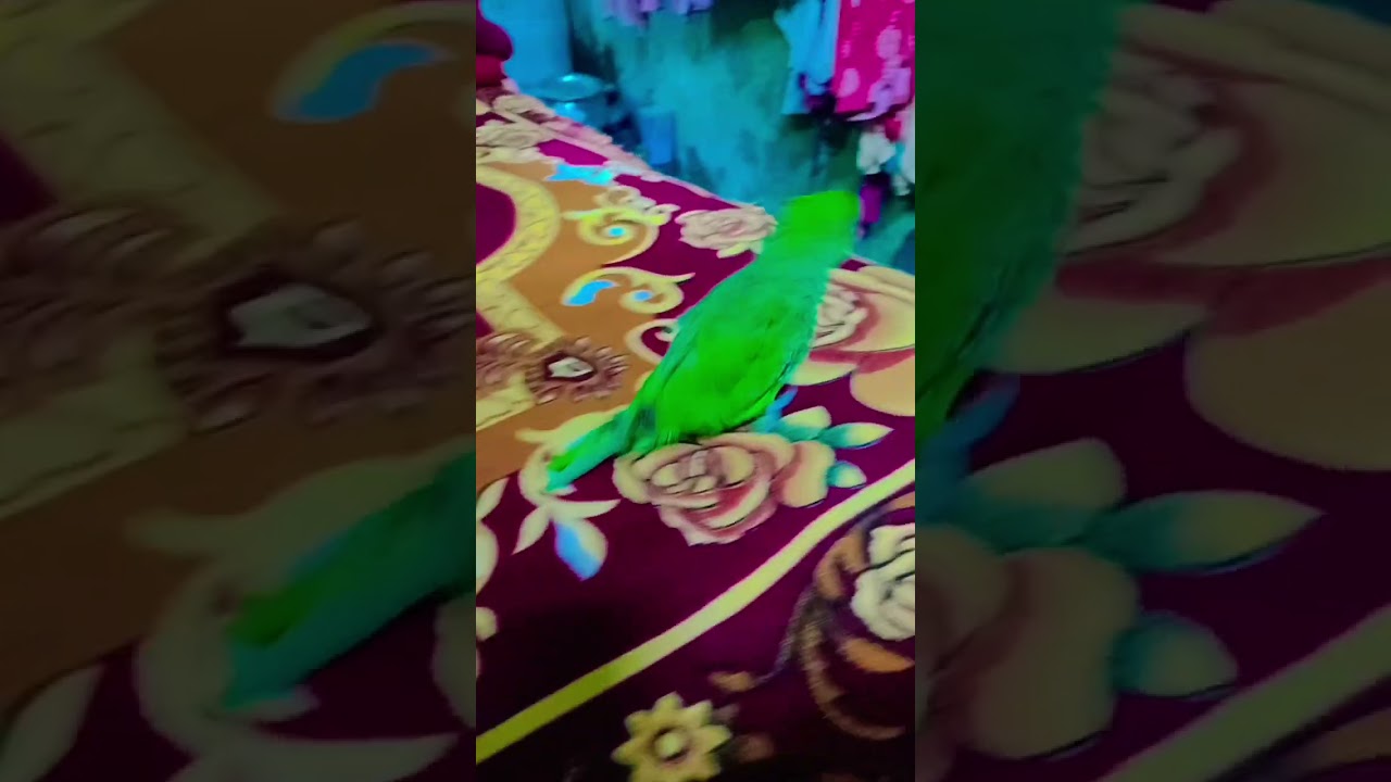 #talkingparot #cutebird #india #green #parrot 🦜🦜#short #ytshorts