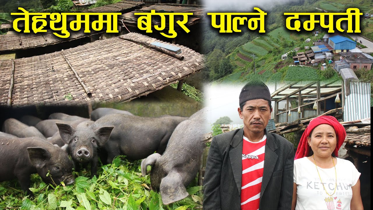 तेह्रथुममा बंगुर पाल्ने दम्पती - Pig farming in the village | Husband and wife | Rural life