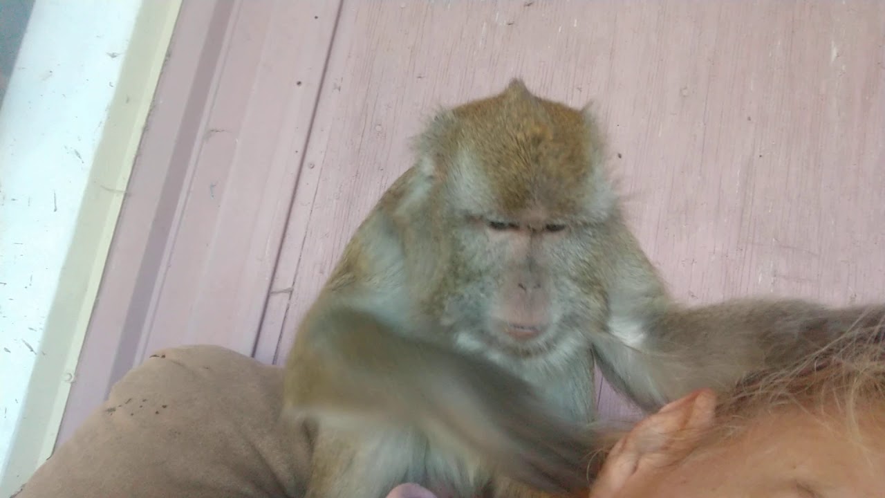 Monkey Farm Grooming by Bugs Bullock