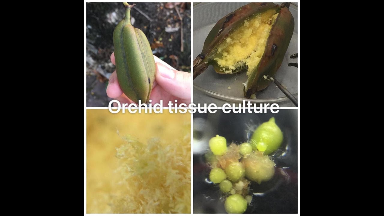 Plant Tissue Culture - Orchid seed pods (Cymbidium)