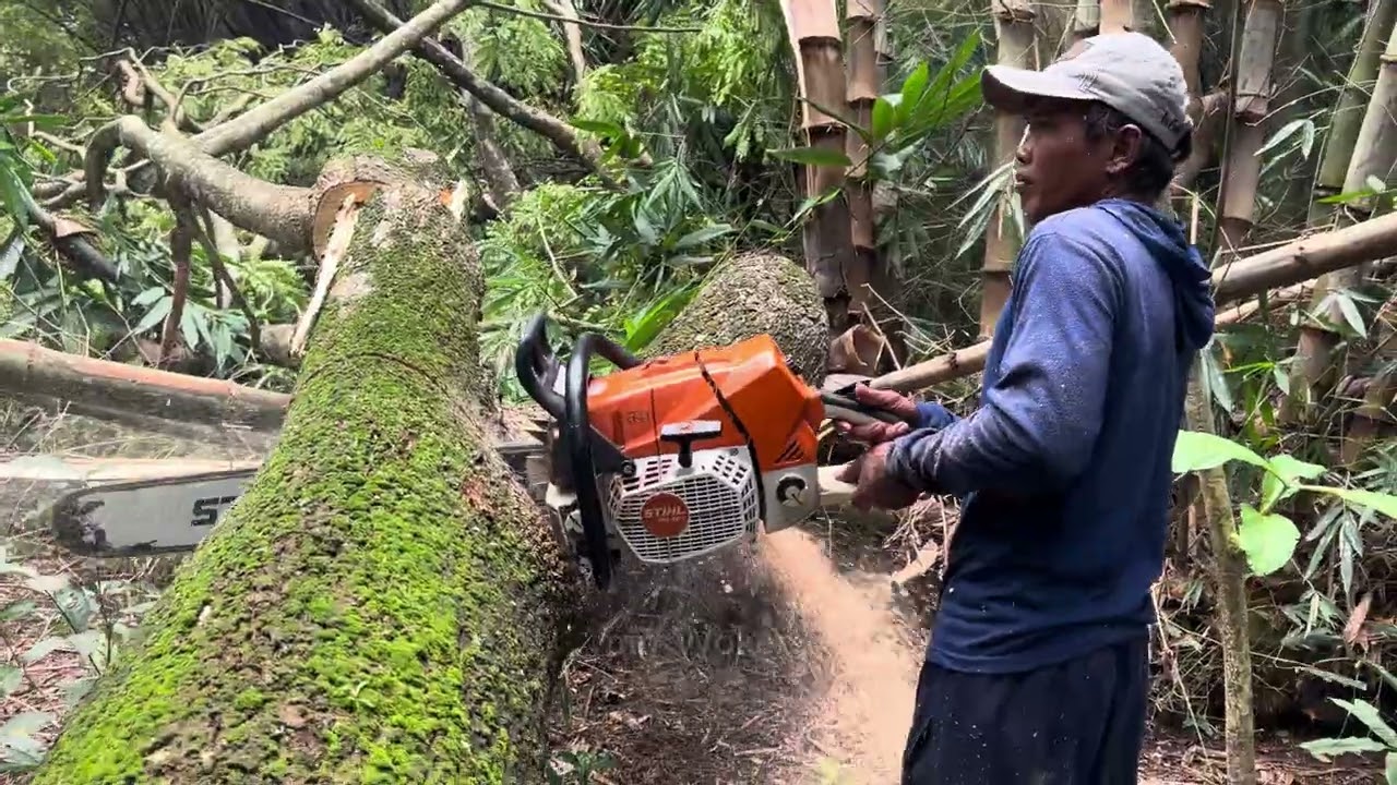 Fastest skill cutting tree with strongest chainsaw ‼️