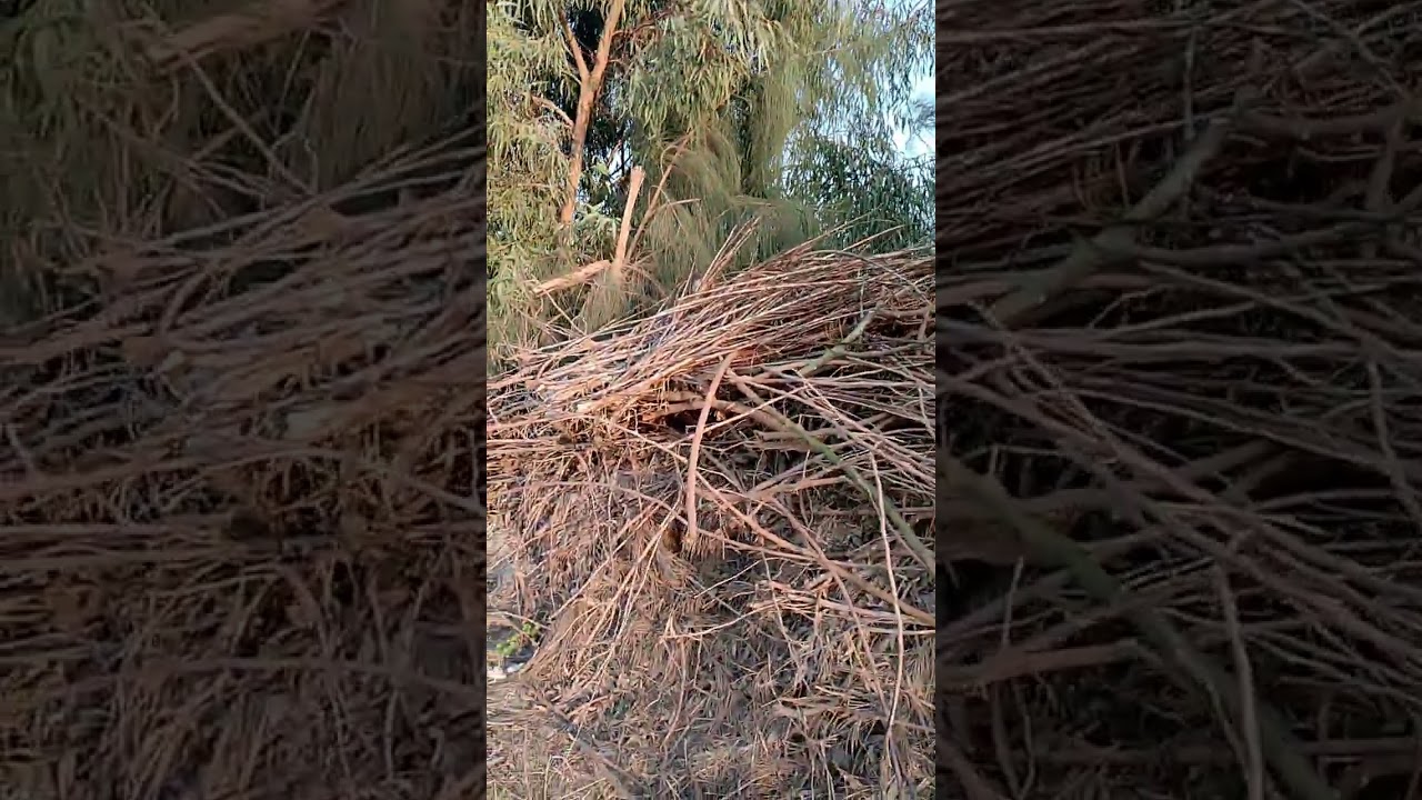 الطبيعه الساحره 