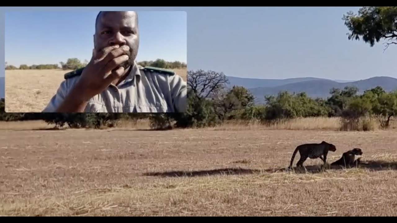 On foot towards Wild Cheetah