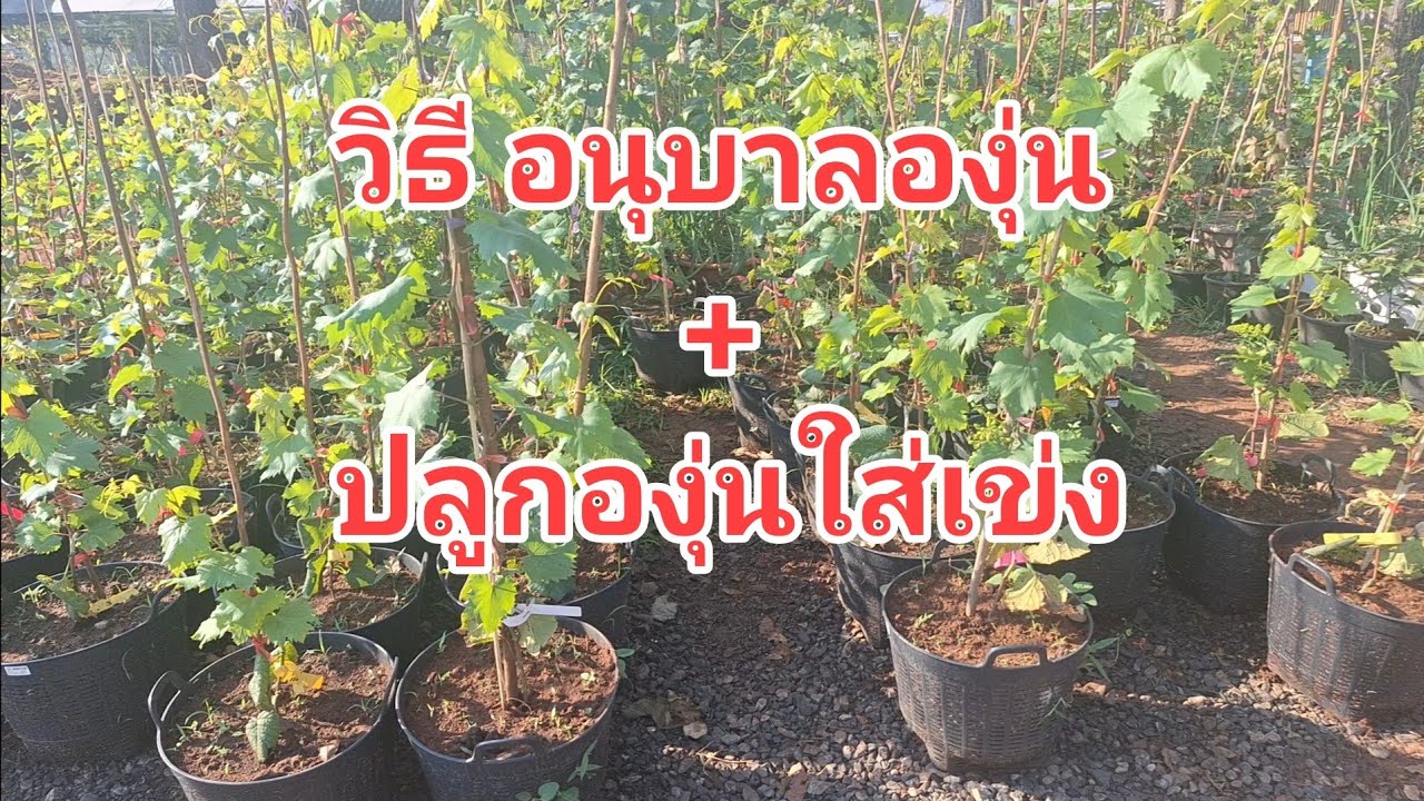 สอนอนุบาลองุ่น-ปลูกในเข่งในตะกร้า แบบ 2 in 1 โดย คุณปุ้ย ไร่องุ่นเจริญทรัพย์ วังน้ำเขียว