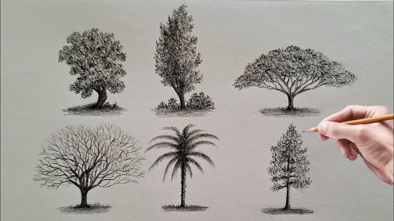 Drawing several simple tree examples with pencil step by step