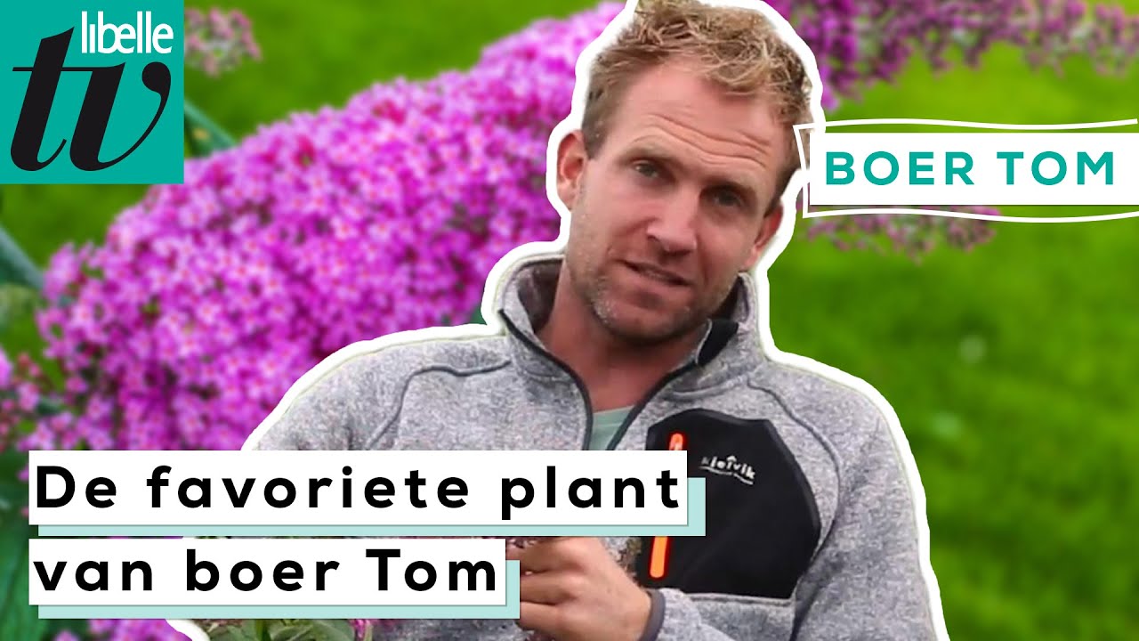 Je vlinderstruik onderhouden - Libelle Boer Tom