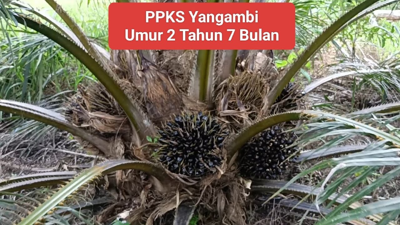 Sawit PPKS Yangambi Umur 2 Tahun 7 Bulan