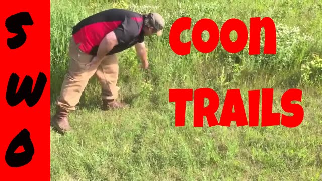 Early Scouting for Raccoon Trapping