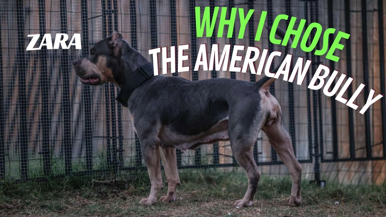 Why We Chose the American Bully
