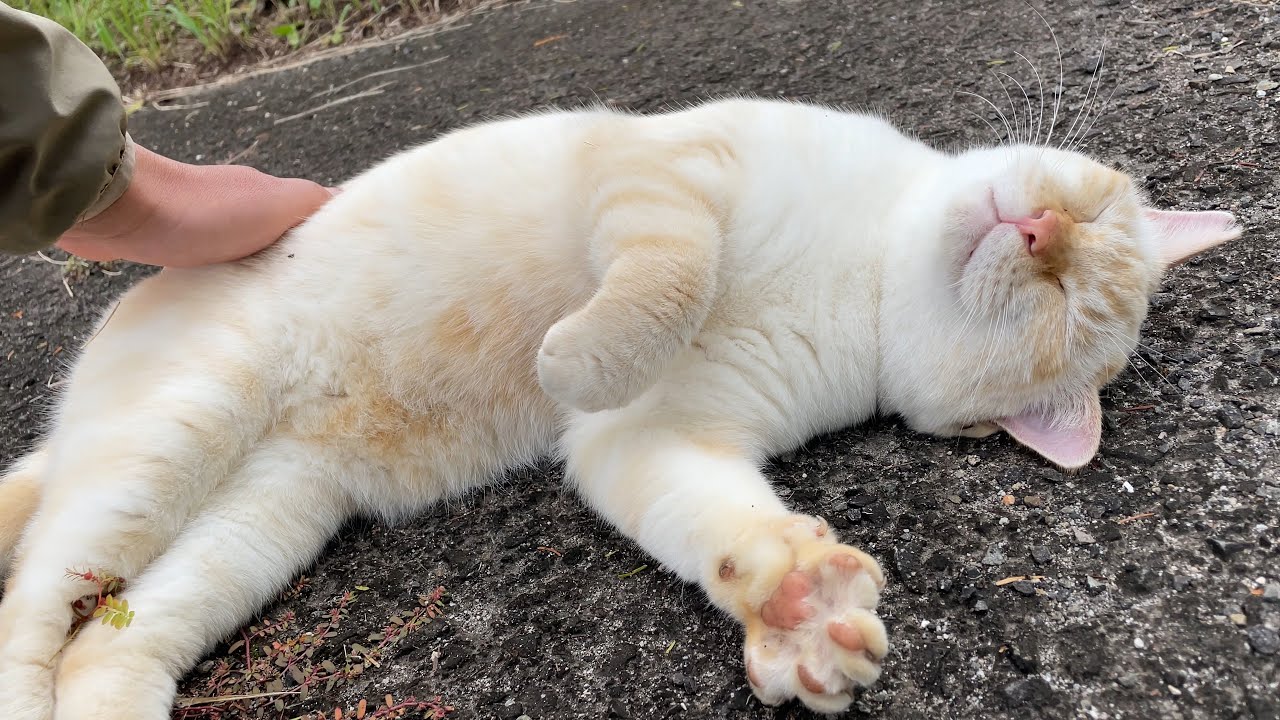 散歩中に出会った猫さんが甘えん坊でかわいすぎた