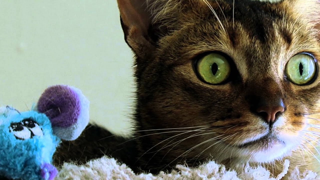 Ruddy Abyssinians: If You Believe In Love