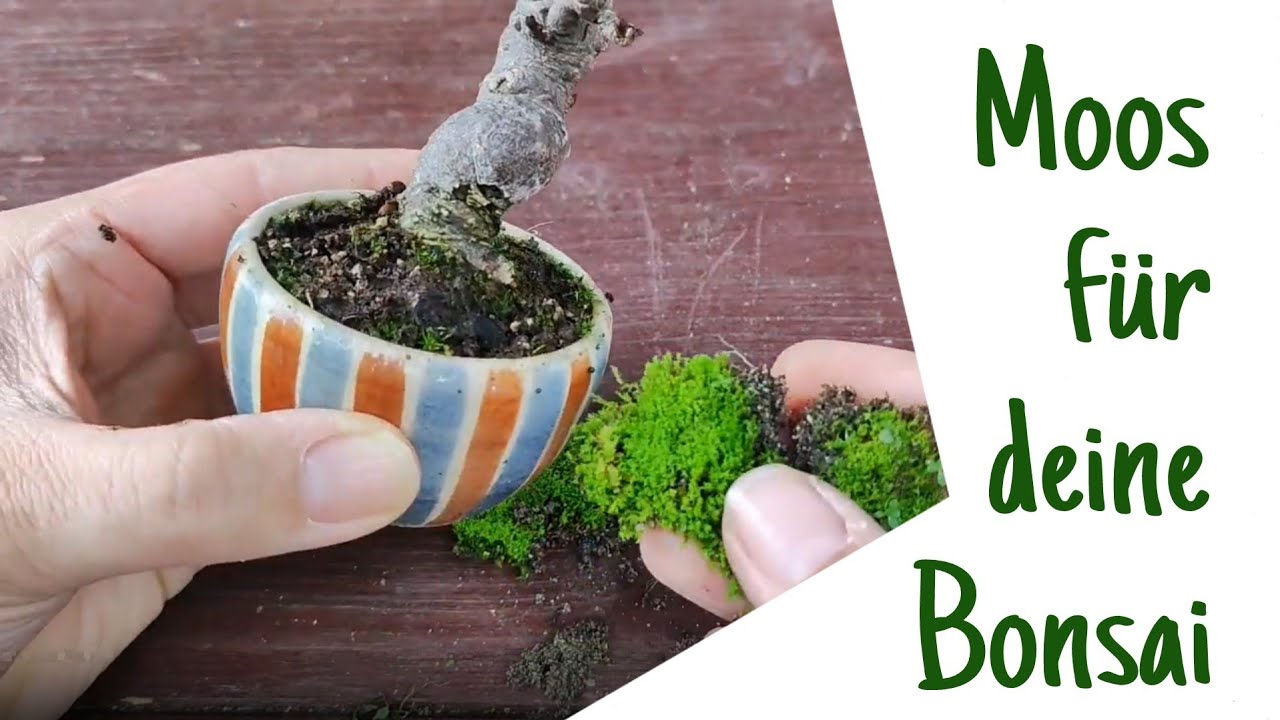 Moos für Bonsai - welches nehmen?