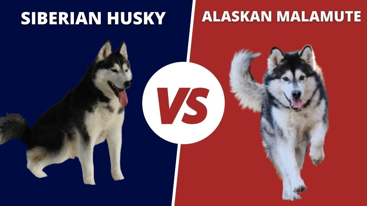 WOLFDOG BATTLE | THE SIBERIAN HUSKY VS ALASKAN MALAMUTE DOG