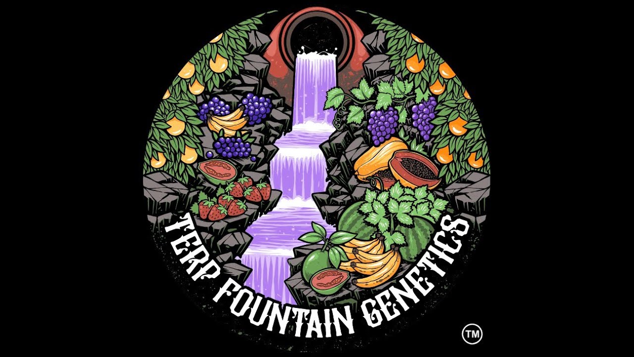 The Hashish Inn Podcast | Episode 51 - Andrew of Terp Fountain Genetics (MI)