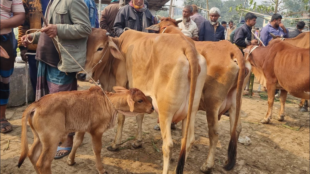 @আজ ২৩ জানুয়ারি ২৬ | বাচ্চাসহ শাহিওয়াল ষাঁড় বাছুর গরুর দাম | আমবাড়ি হাট | দিনাজপুর 