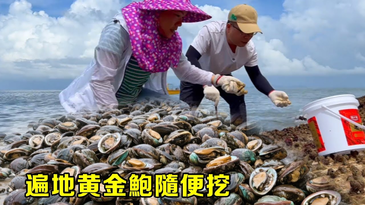 這才是真正的趕海寶地，遍地黃金鮑隨便挖，小漁輕鬆爆桶大賺【漁小仙】