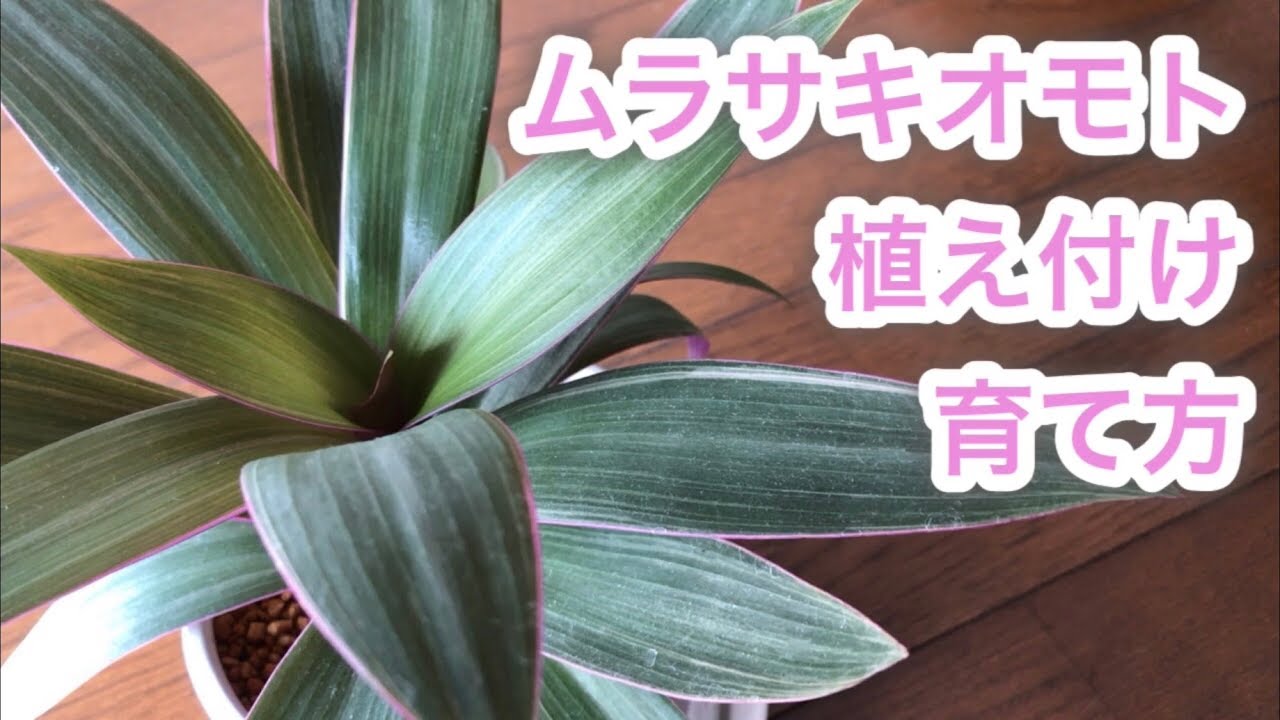 ムラサキオモトの植え付け・育て方　|    Tradescantia spathacea　｜観葉植物