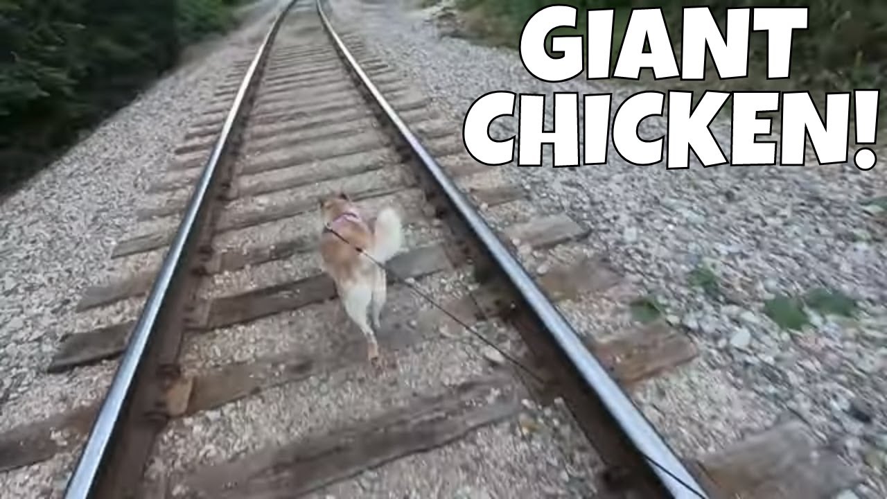 Amazing World Record Chicken Hunt with My Dog!