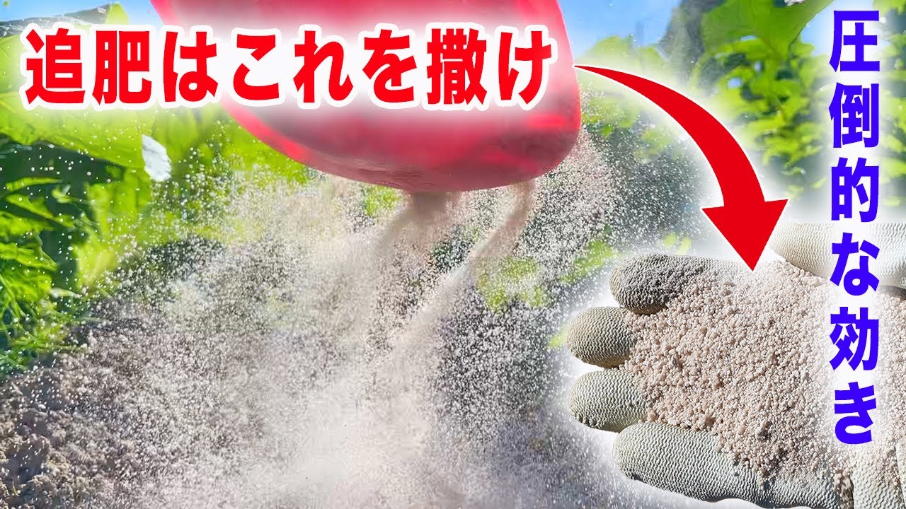 【肥料】追肥の効きで野菜の収穫量は変わります 肥料の種類と効果的な使い方