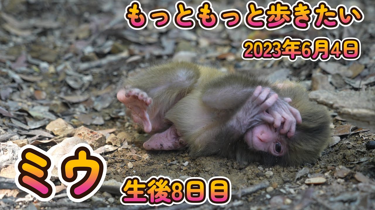 【赤ちゃん・ニホンザル・４K動画】元気一杯ミウ　ミジュの娘　愛しい