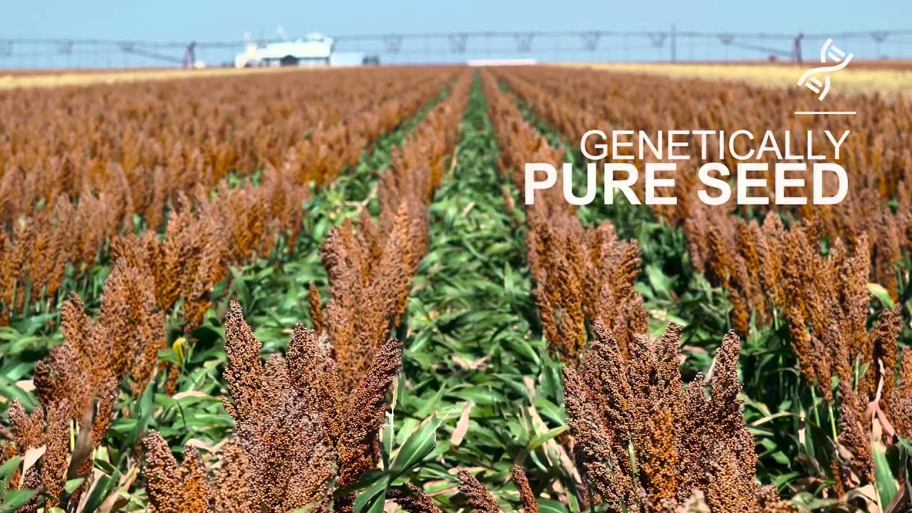 Sorghum Partners 2016