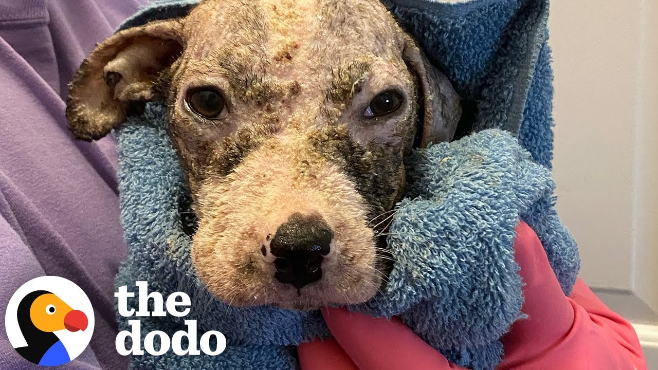 Puppy Who Was Found In Trash Learns To Walk | The Dodo