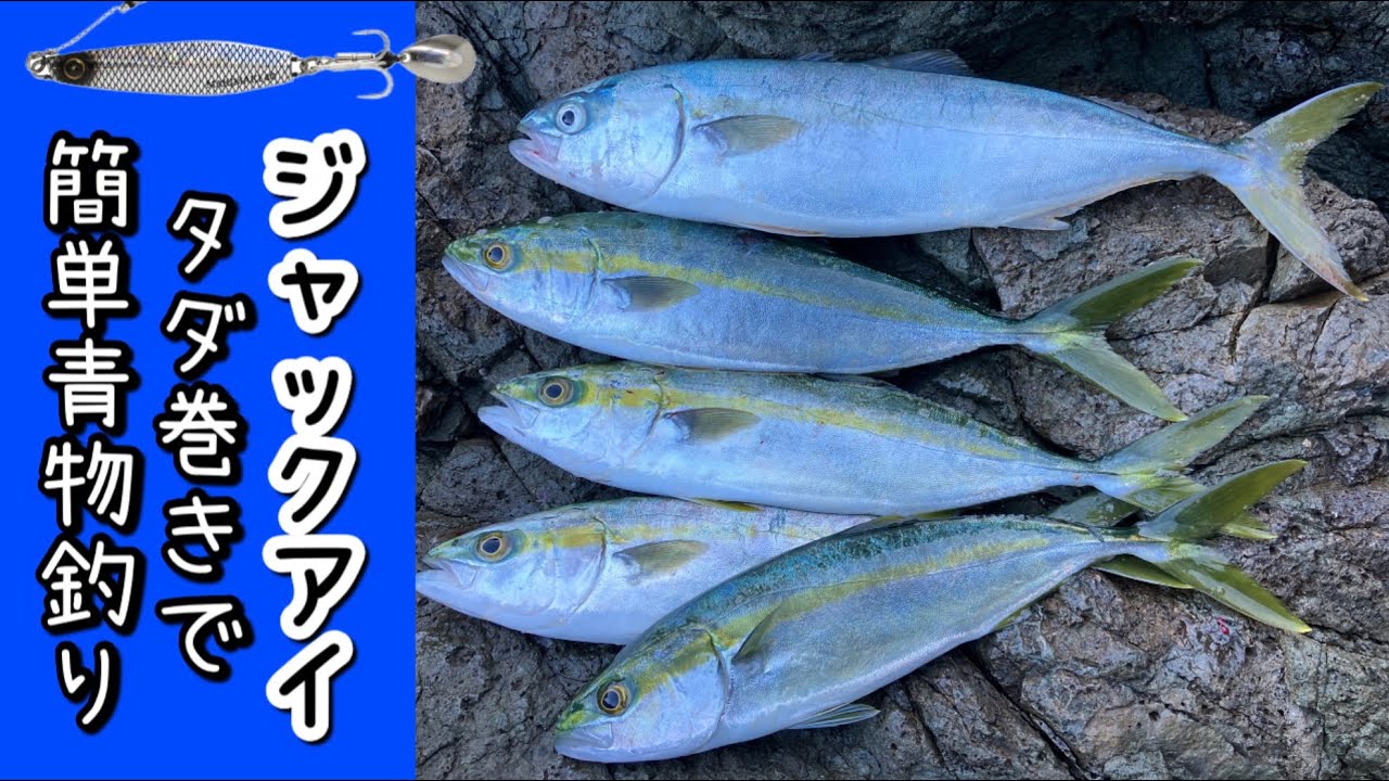 日本海ライトショアジギング ジャックアイのタダ巻きで簡単青物釣り 2025年11月