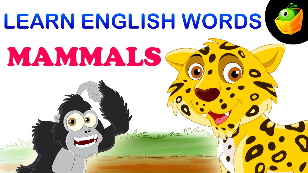 Mammals - Pre School - Learn English Words (Spelling) Video For Kids and Toddlers