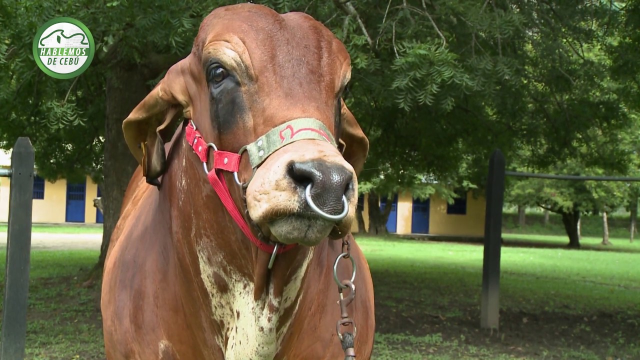 Hablemos de Cebú - Características Brahman Rojo