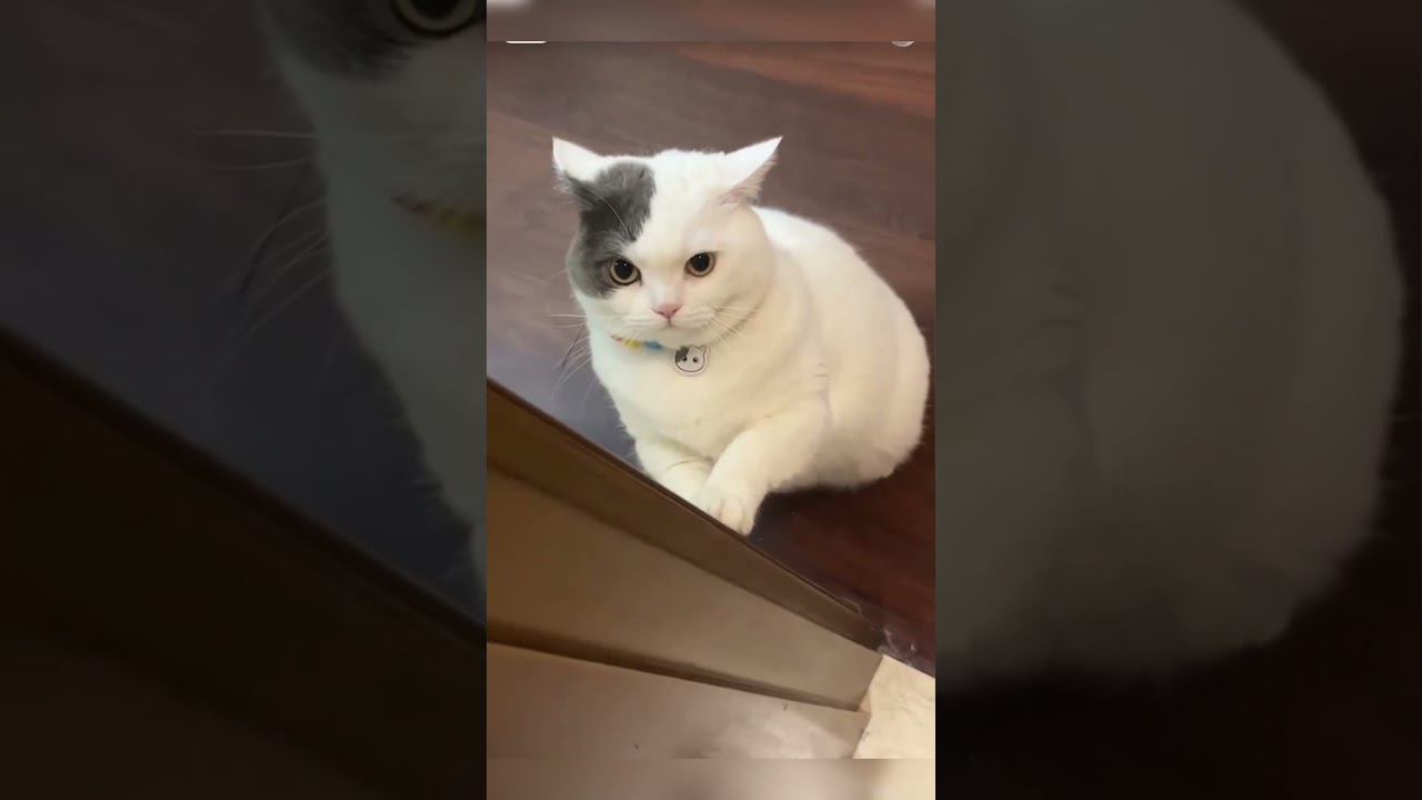 Cat vs Me😍😇cat love me #catlover #cats #catshorts #catsoftiktok #cat #cute