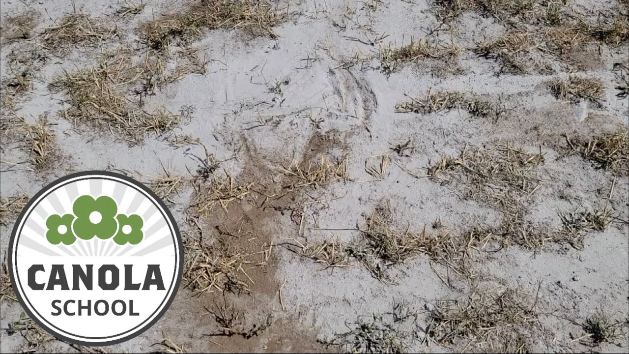 Canola School: Managing clubroot patches using ag lime