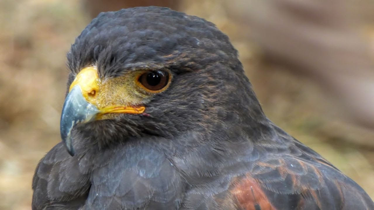 Hawk Sounds | Hawk Sound Effects | Red Tailed Hawk Noises | Hawk Screech | Hawk Calls| No Music