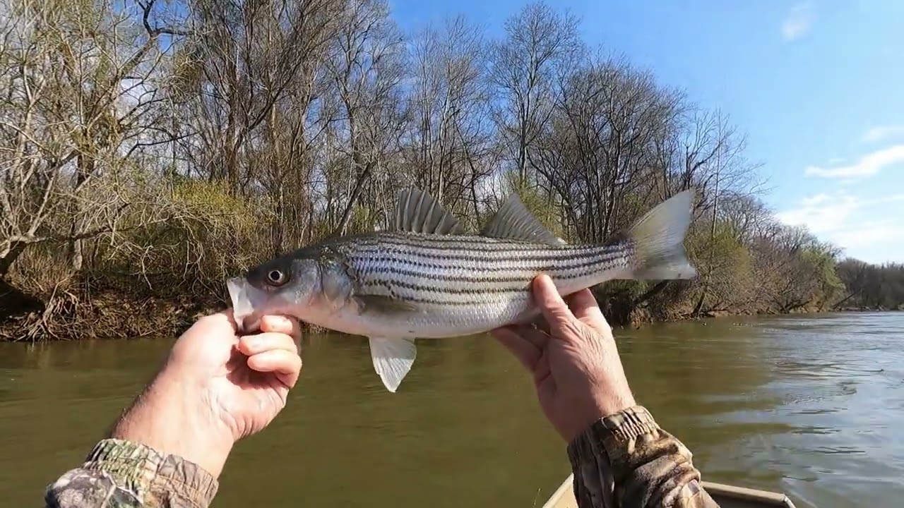 STRIPERS & SHAD ARE HERE! ROANOKE RIVER, GASTON TO WELDON BOAT RAMP. ROCKFISH CAPITAL OF THE WORLD!