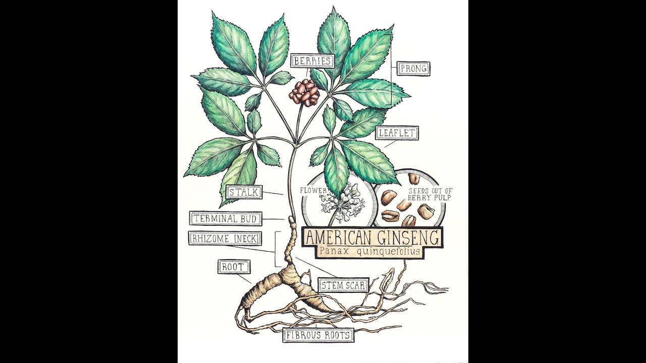 American Ginseng Cultivation Demonstration