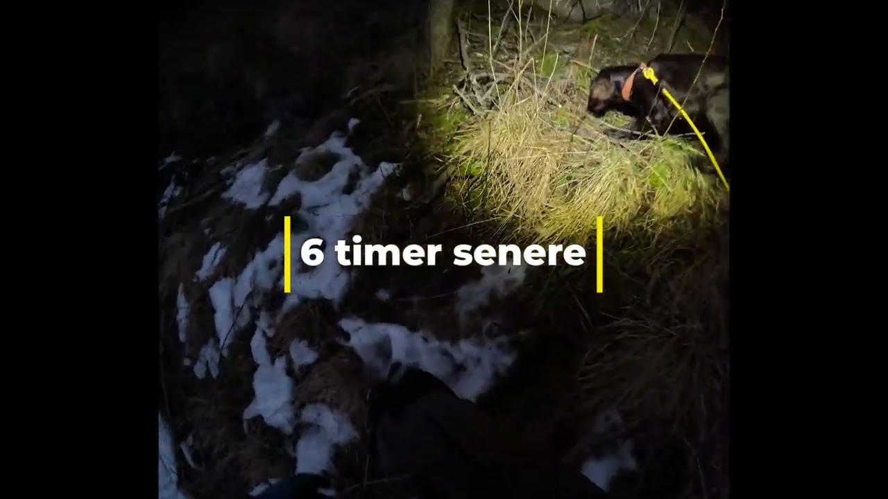 Vinterarbeid med etters&oslash;kshund