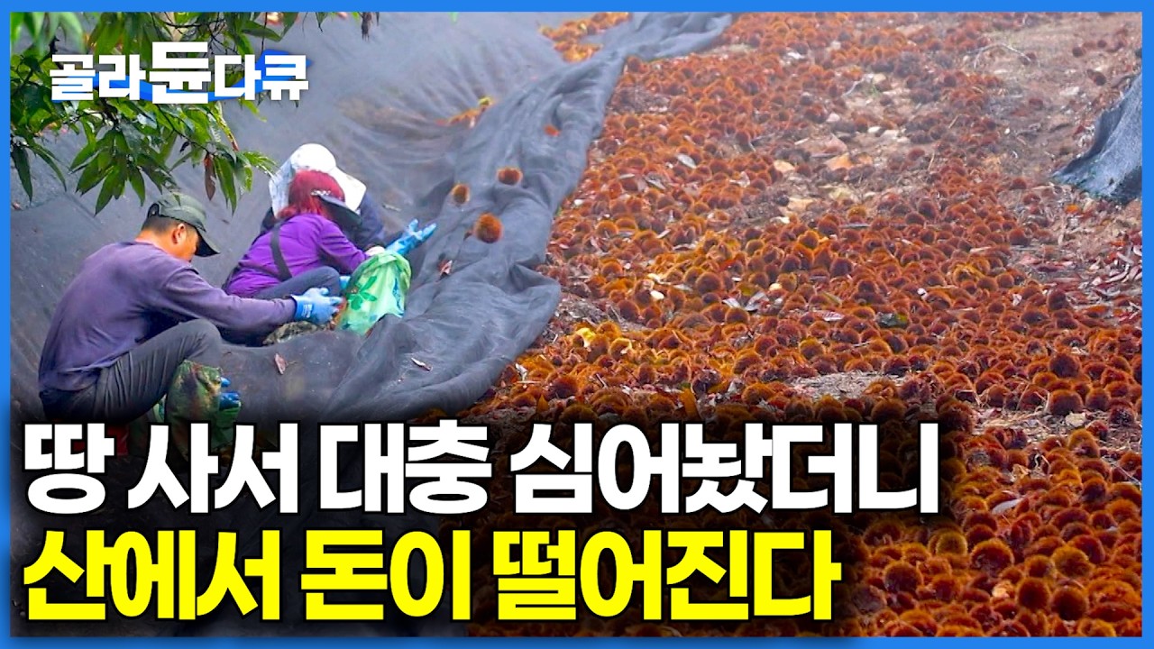 가을 이맘때면 자동으로 우수수, 산에서 돈이 떨어진다｜가을 제철 밤 농장｜한국기행｜#골라듄다큐