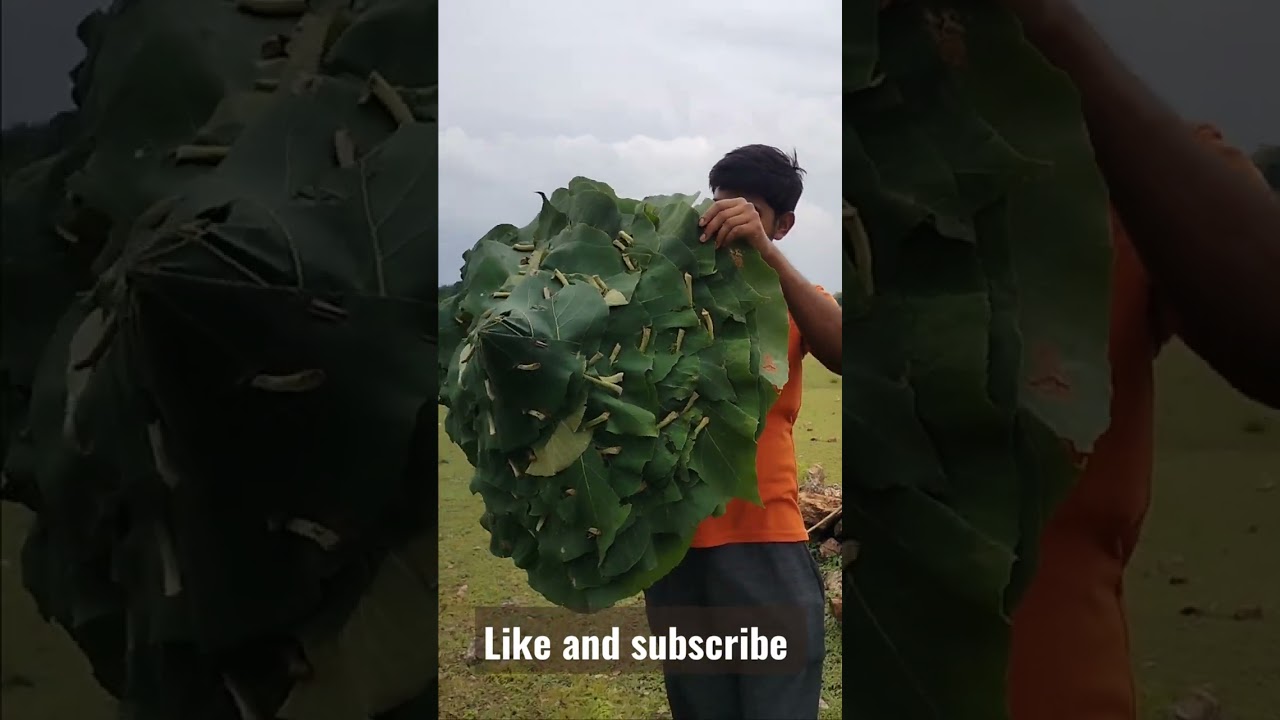 Natural umbrella ☂️ made by me beautiful umbrella 👌 village status 🤗