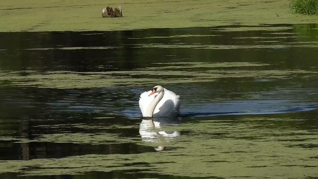 Amazing fabulous Mute Swan I found swims toward me. Don't be fooled. by WillCFish Tips and Tricks.