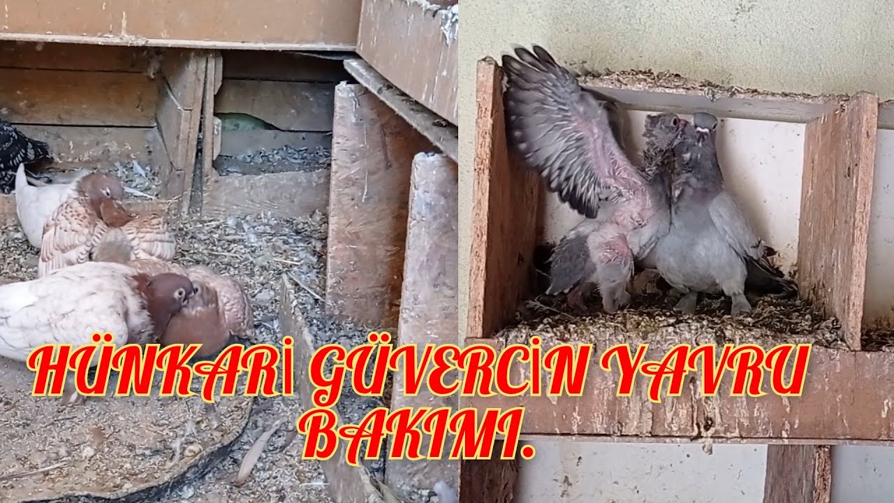 #hünkarigüvercin KLASİK HÜNKARİ GÜVERCİNLER YAVRU BAKAR MI🕊️ KLASİK HÜNKARİLERİN EN ÖNEMLİ ÖZELLİĞİ🔥
