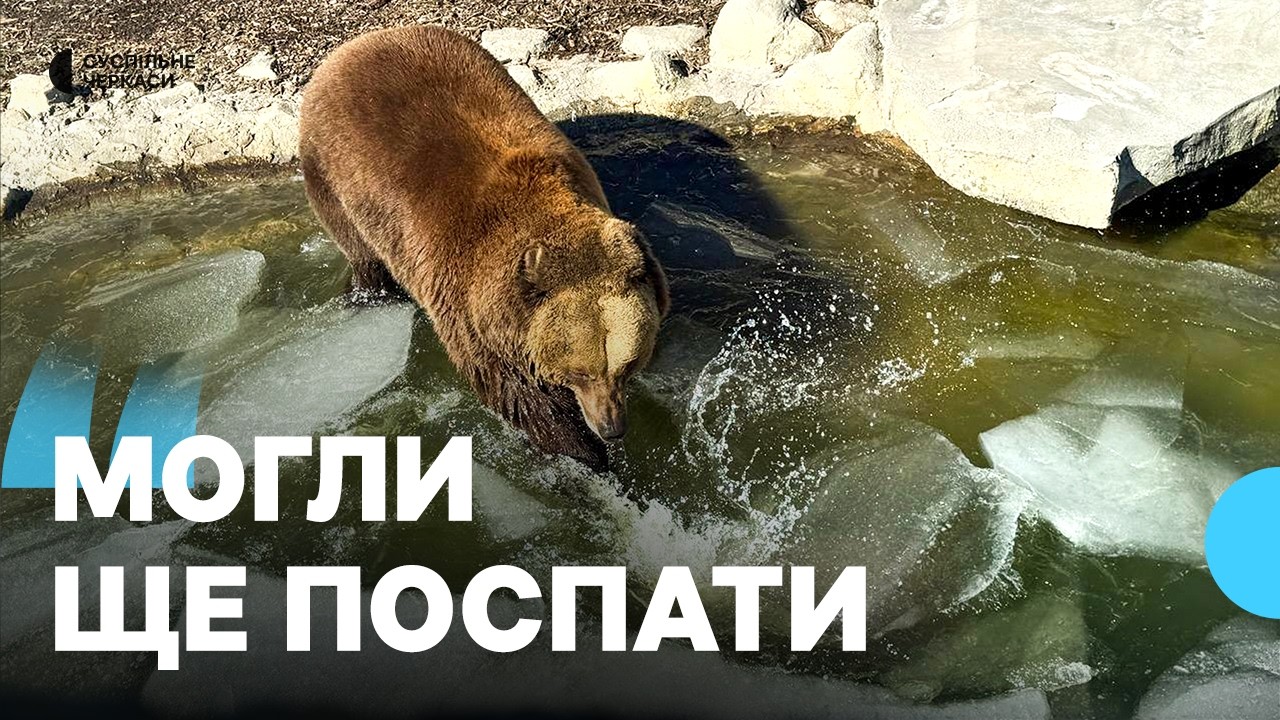 Граються снігом: у Черкаському зоопарку ведмеді прокинулися після зимової сплячки