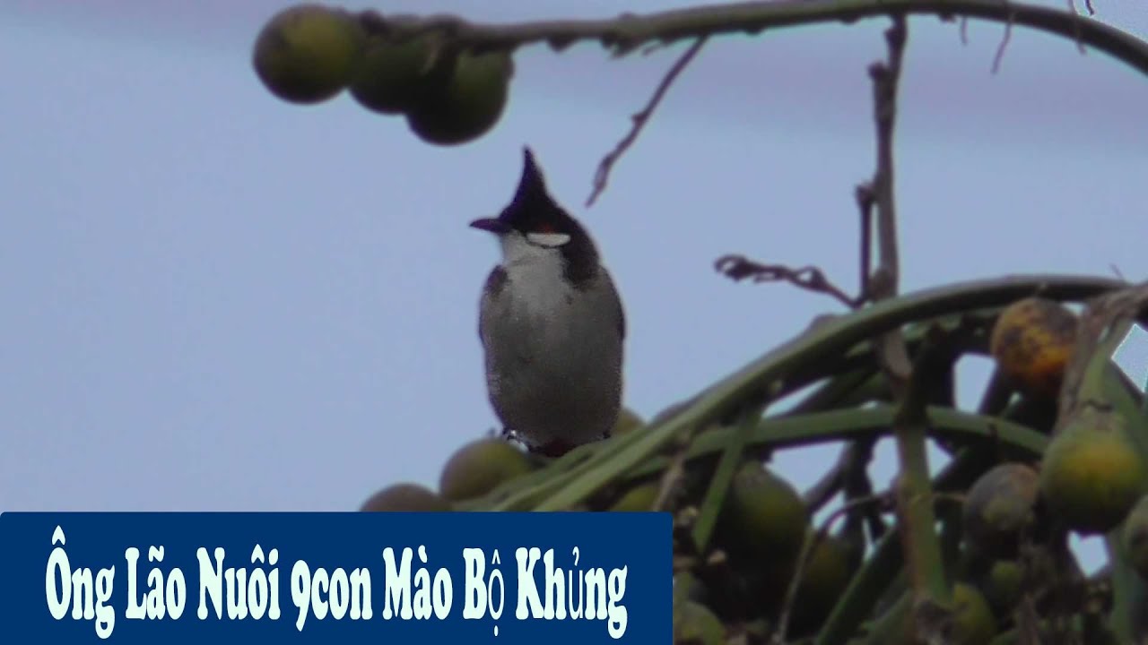 Đi Xem 9 Com Chào Mào Của Nhà Dân Toàn Bộ Khủng Long// Chiến Ơi