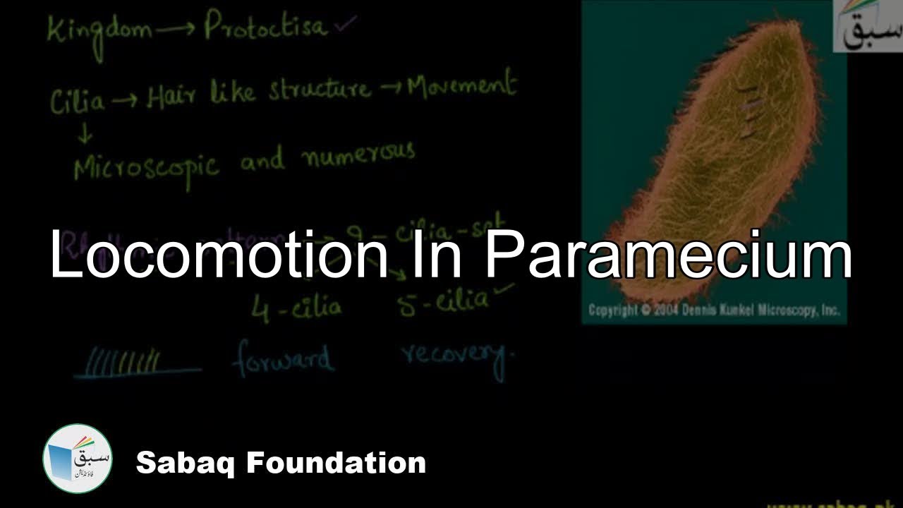 Locomotion In Paramecium, Biology Lecture | Sabaq.pk